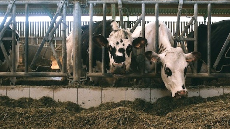Coldiretti, da Europarlamento stop a carne sintetica e più tutele per agricoltori 